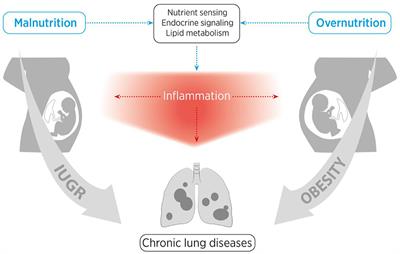 Perinatal Nutritional and Metabolic Pathways: Early Origins of <mark class="highlighted">Chronic Lung Diseases</mark>